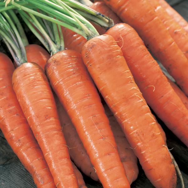 Carrot Extremo F1 350 (Seeds)