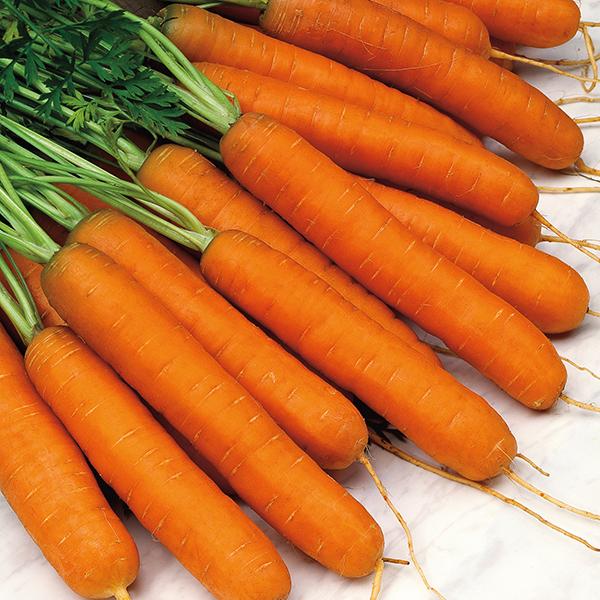 Carrot Norfolk (350 Seeds)