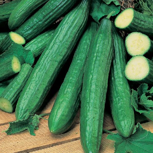 Cucumber Telegraph Improved (10 Seeds)
