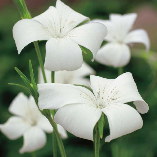 Agrostemma Milas White Queen (250 Seeds)