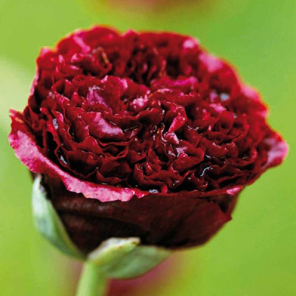 Poppy Black Beauty ( 750 Seeds)