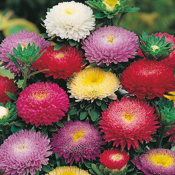 Aster Pompon Mixed (250 Seeds)