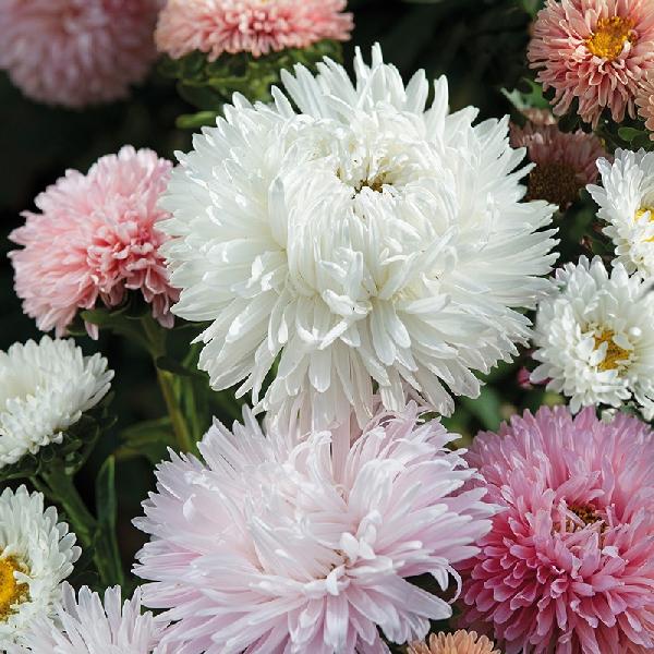 Aster The Roses (100 Seeds)