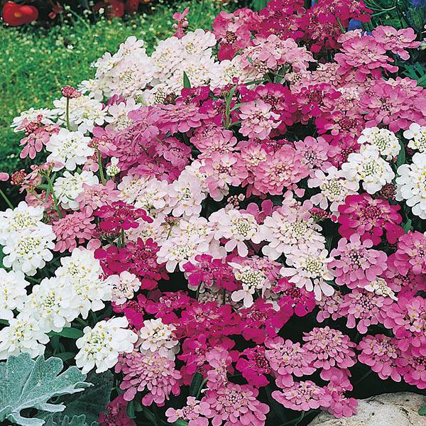 Candytuft Fairy Mixed (500 Seeds)