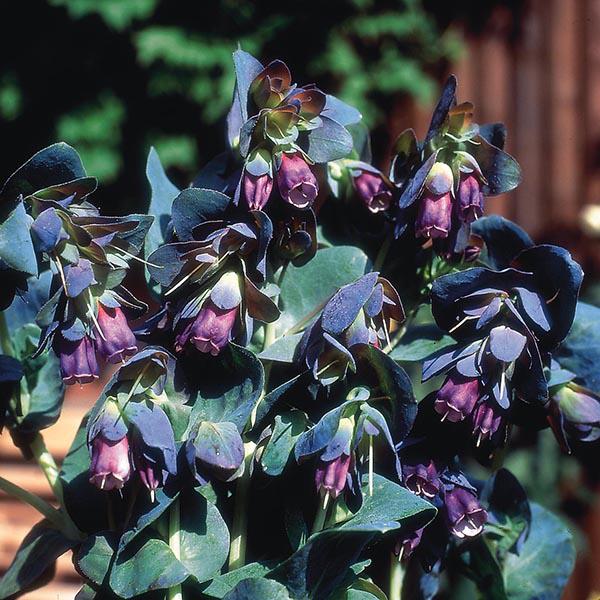 Cerinthe major purpurascens (15 Seeds)