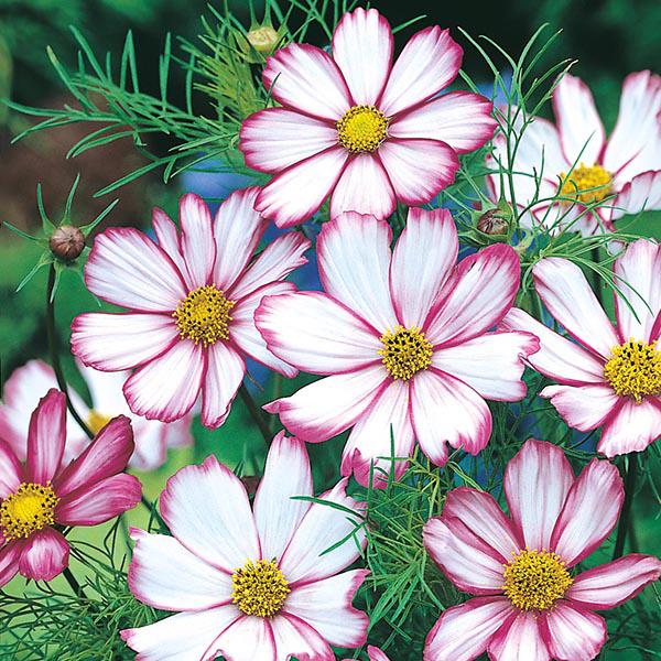 Cosmos Candy Stripe (60 Seeds)