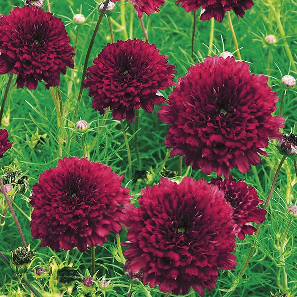 Cosmos Double Click Cranberries (25 Seeds)