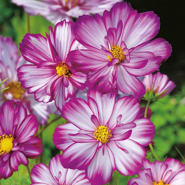 Cosmos Sweet Kisses (30 Seeds)