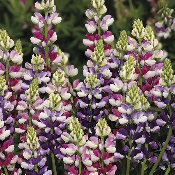 Lupin Avalune Bicolour (30 Seeds)
