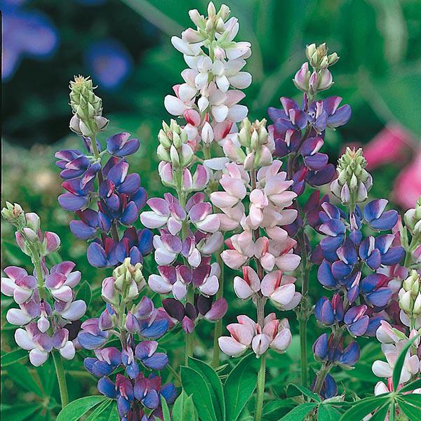 Lupin Pixie Delight (75 Seeds)