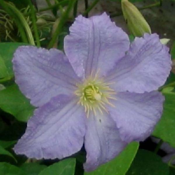 Prince Charles Clematis 