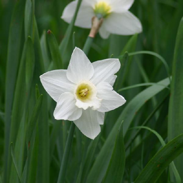 Mount Hood Narcissus (8)