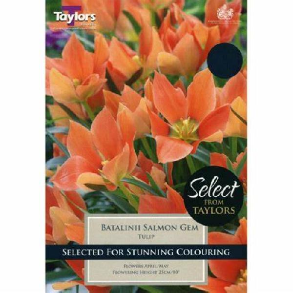 Batalinii Salmon Gem Tulip (5)