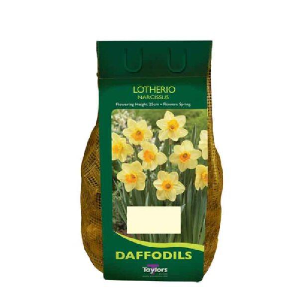 Narcissus Lotherio 1.5kg