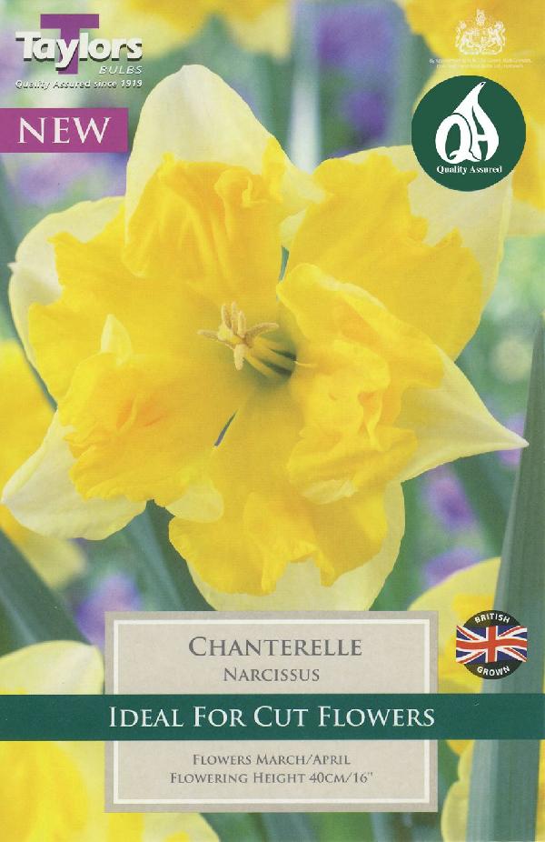Narcissus Chanterelle (7)