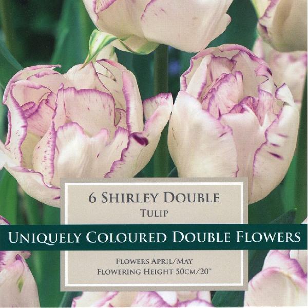 Tulip Shirley Double (6)