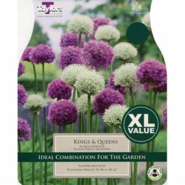 Allium Kings and Queens (14)