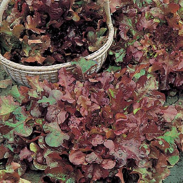 Salad Bowl Red (1250 seeds)