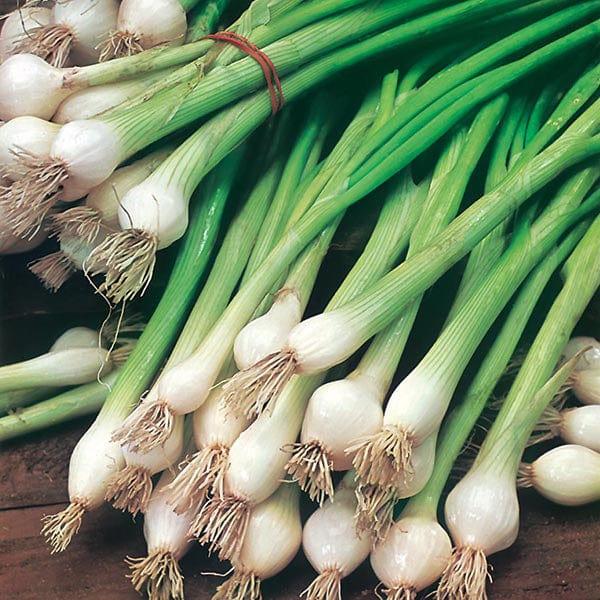 Spring Onion White Lisbon (650 seeds)