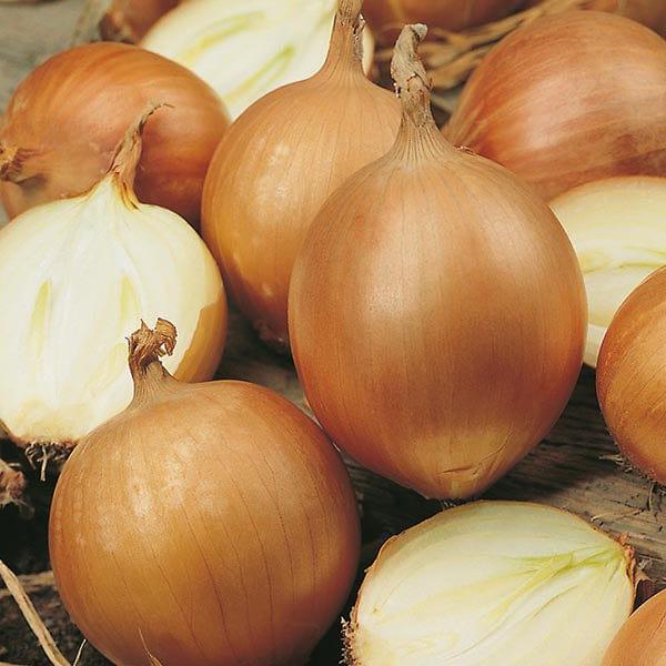 Onion Bonus (100 seeds)
