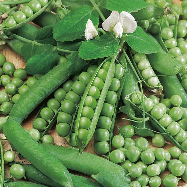 Pea Ambassador (325 seeds)