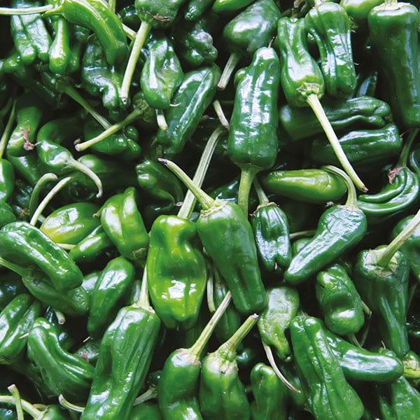 Pepper Padron (20 Seeds) 