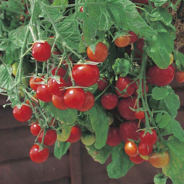 Tomato Tumbling Tom Red (20 Seeds)