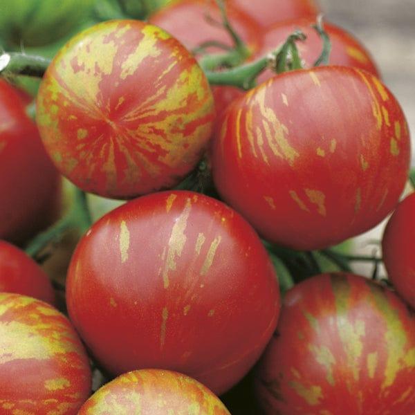 Tomato Tigerella (30 Seeds)