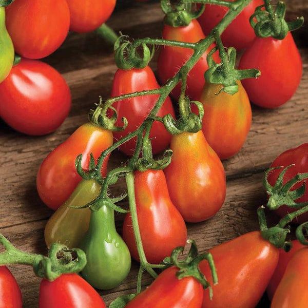 Tomato Red Pear (75 Seeds) 