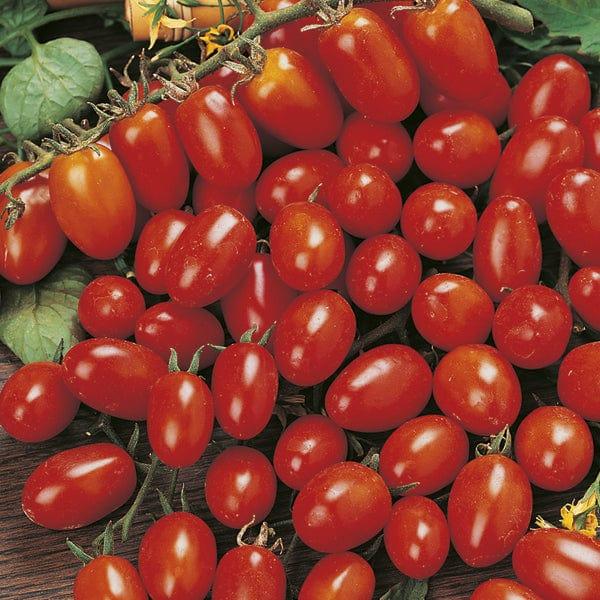 Tomato Principe Borghese (75 Seeds)
