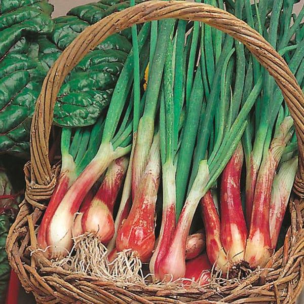 Spring Onion North Holland Blood Red (500 Seeds)