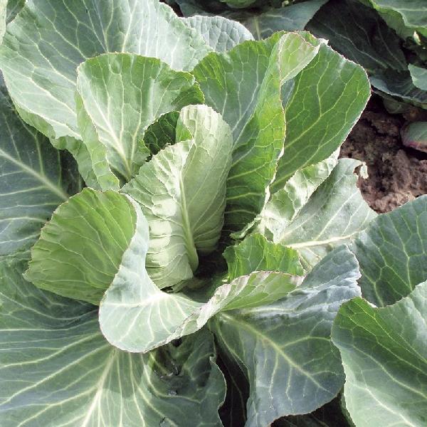 Cabbage Summer Jewel F1 (50 Seeds)