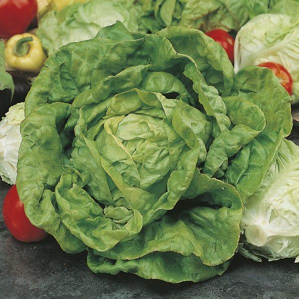 Lettuce All the Year Round (1250 Seeds)