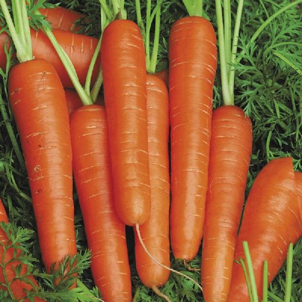 Carrot Speedo (350 Seeds)