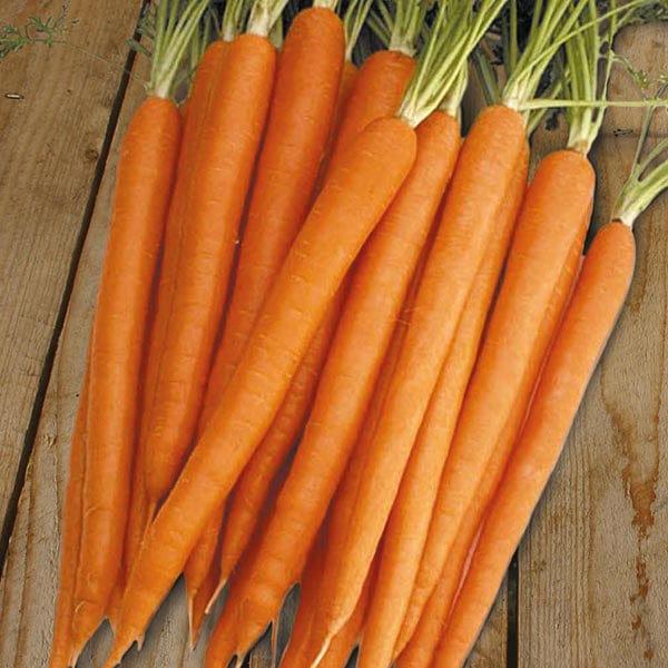 Carrot Sugarsnax 54 F1 (500 Seeds)