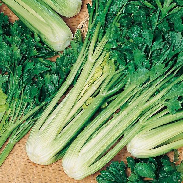 Celery Green Sleeves (100 Seeds)