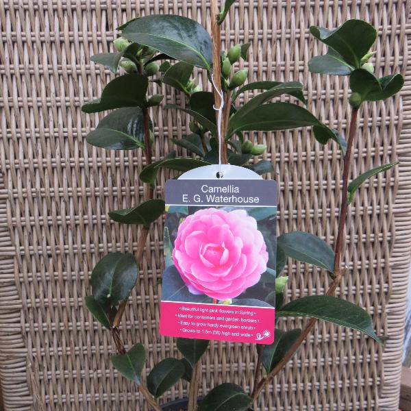 Camellia E.G. Waterhouse