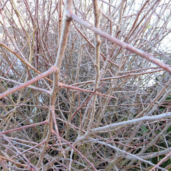 Prunus Spinosa (Bundle of 10) | Black Thorn