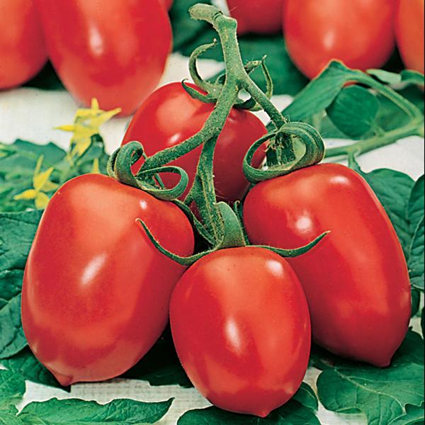 Tomato Roma VF (75 Seeds) FG