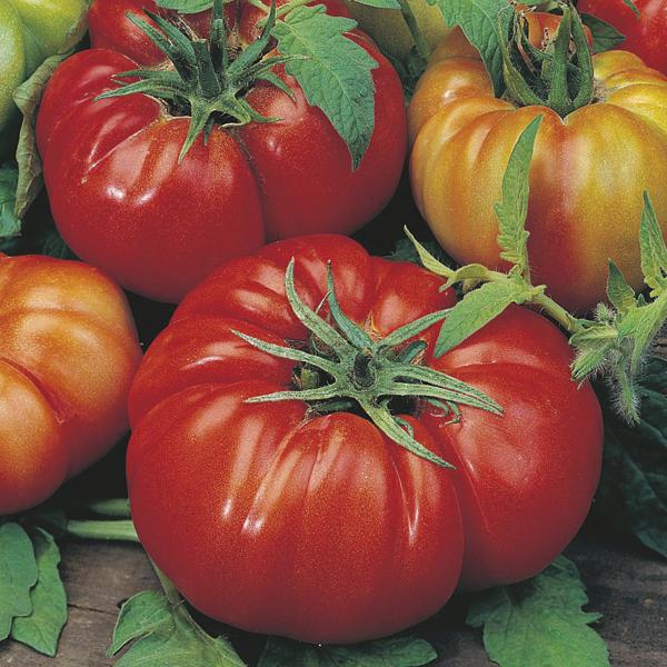 Tomato Costoluto Fiorentino (50 Seeds) FG | Beefsteak