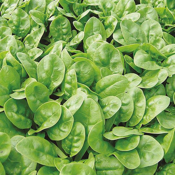 Spinach Emilia (300 Seeds) FG