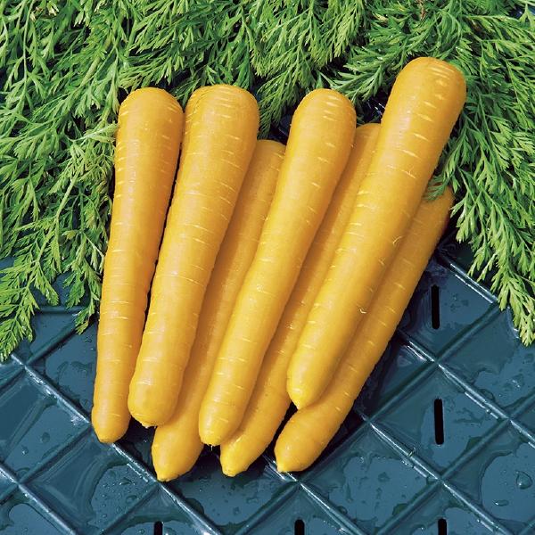 Carrot Gold Nugget F1 (350 seeds) FG