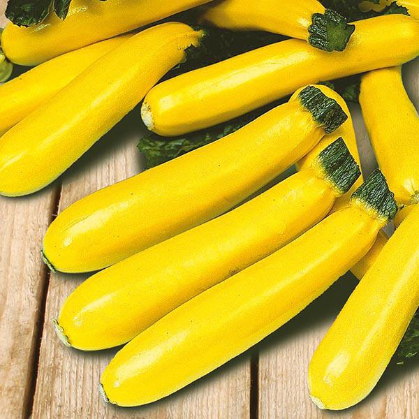 Courgette Soleil F1 (10 Seeds) FG