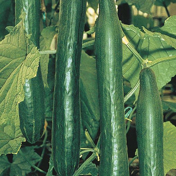 Cucumber Telepathy F1 (10 Seeds) FG