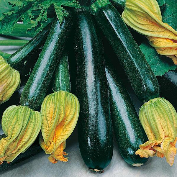 Courgette Black Beauty (10 Seeds) FG