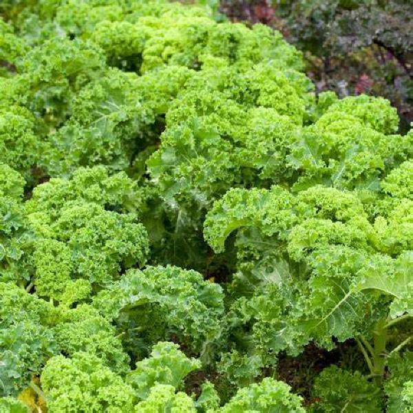 Kale Dwarf Green Curled (400 Seeds) FG