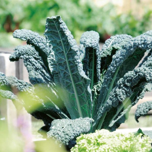 Kale Nero Di Toscana (50 Seeds) FG