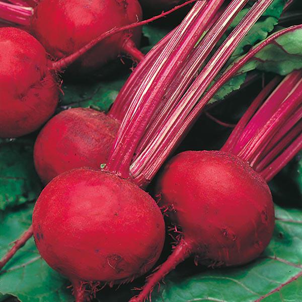 Beetroot Boltardy (275 Seeds) FG