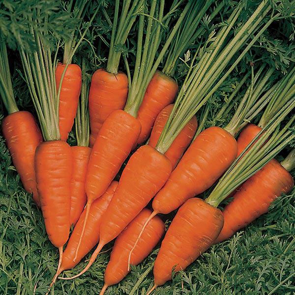 Carrot Burpees Short n Sweet (1000 Seeds) FG