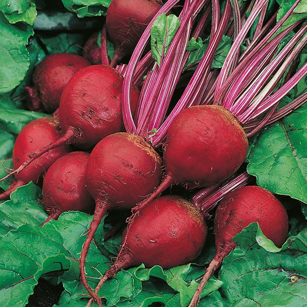 Beetroot Perfect 3 (275 Seeds) FG